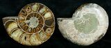 Cut & Polished Desmoceras Ammonite - #5389-1